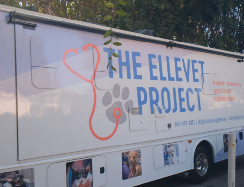 Free Veterinary Care For The Pets Of The Homeless │The ElleVet Project