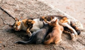 The Benefits of Trap-Neuter-Return for Feral Cat Colonies
