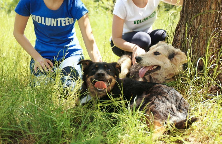 Greener Earth For Animals: How to Save the Planet as an Eco-Friendly Animal Shelter?