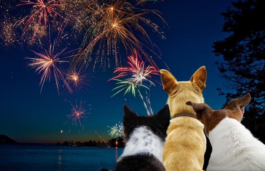 Sparkle and Safety Keeping Your Pets Happy and Safe this Fourth of July