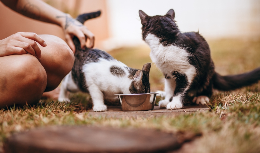 Best Practices for Becoming a Better Animal Rescue Volunteer