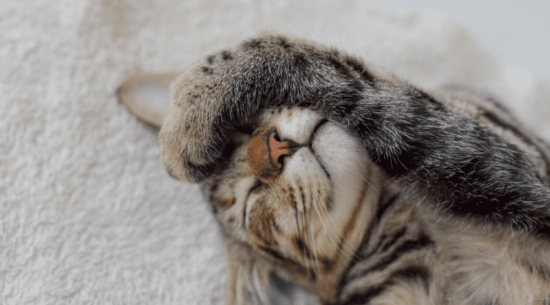 ≫ Is Your Cat Dealing with Hairball Symptoms? Here’s What You Need to Know