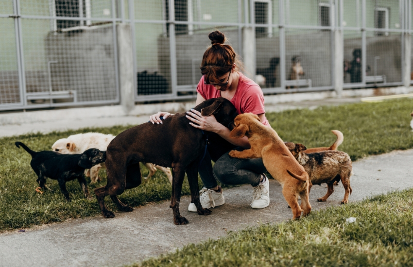 Best Practices To Become a Better Animal Rescue Volunteer
