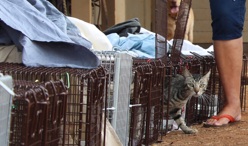 The Significance of Trap-Neuter-Return (TNR) for Feral Cats