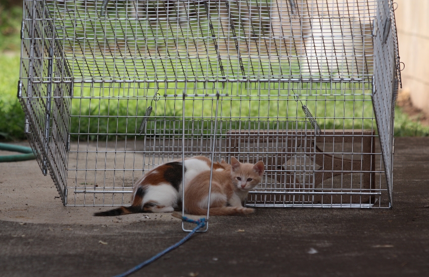 Understanding the Significance of Trap-Neuter-Return (TNR) for Feral Cats