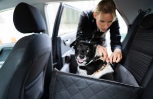 Bridging the Gap: The Power of Cross-Country Animal Transport