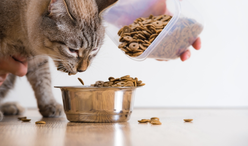 Feeding Hearts, One Bowl at a Time: Community Pet Food Banks and Awareness