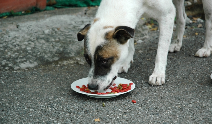 Feeding Hearts, One Bowl at a Time: Community Pet Food Banks and Outreach