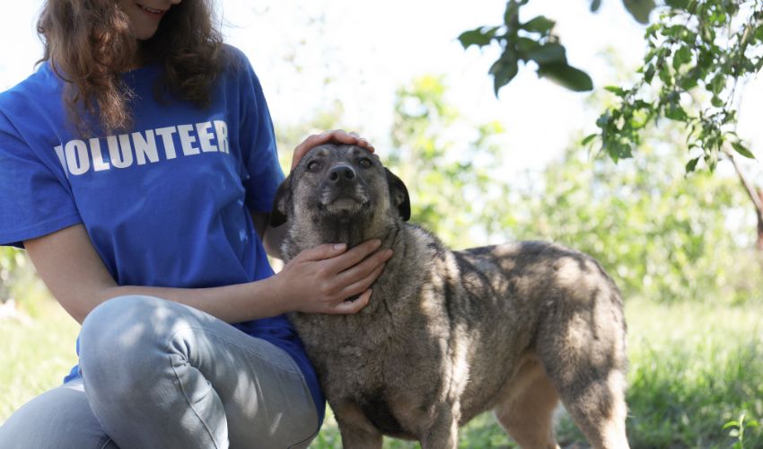 Celebrating the Unsung Heroes: Creative Ways to Recognize and Appreciate Animal Rescue Volunteers