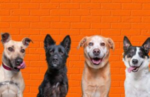 Beyond Breed Labels Challenging Stereotypes in Dog Adoption