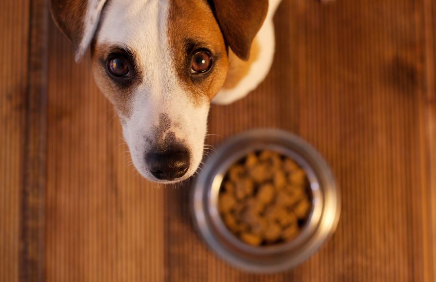Feeding Hearts, One Bowl at a Time: Community Pet Food Banks and Outreach