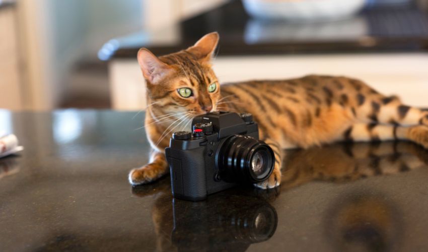 The Art of Pet Photography: Capturing the Soul of Your Pet