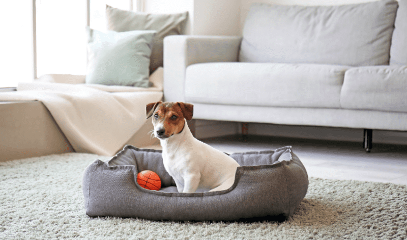 10 Tips For Minimizing Pet Stress