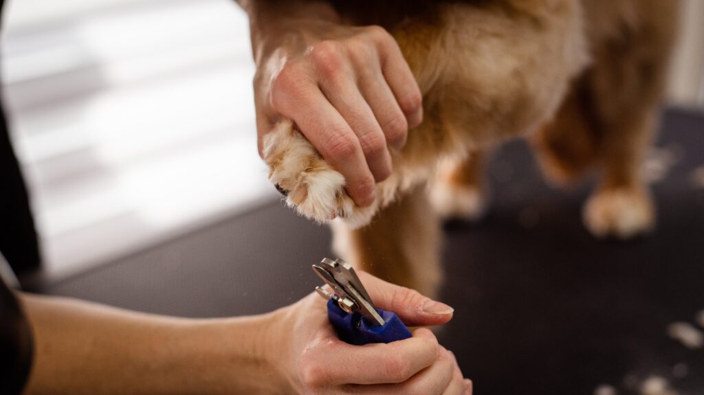 Pet Nail Care – GoGo Pet Products