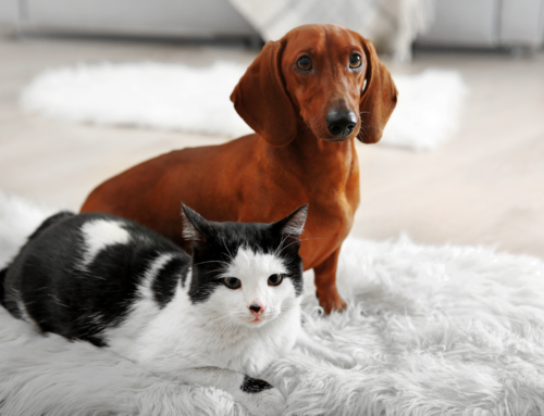 Exploring Indoor vs. Outdoor Cat Lifestyles: Making the Best Choice for Your Feline Friend