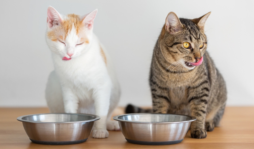 Managing your Pet Food Pantry in the CCM Module