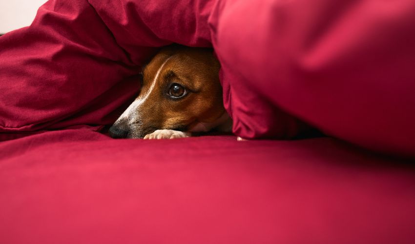 From Fireworks to Thunderstorms_ How to Soothe Anxious Pets