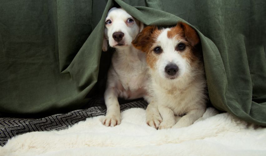 From Fireworks to Thunderstorms_ How to Soothe Anxious Pets