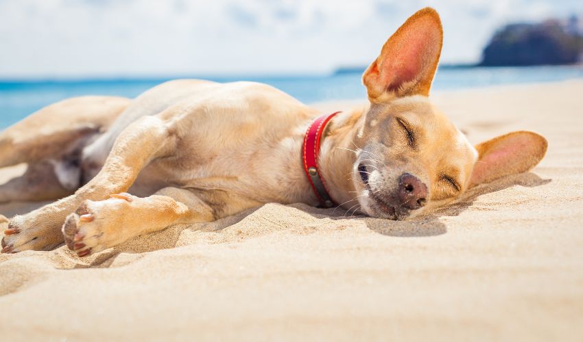Pet Behavior Changes in Hot Weather_ What to Watch For
