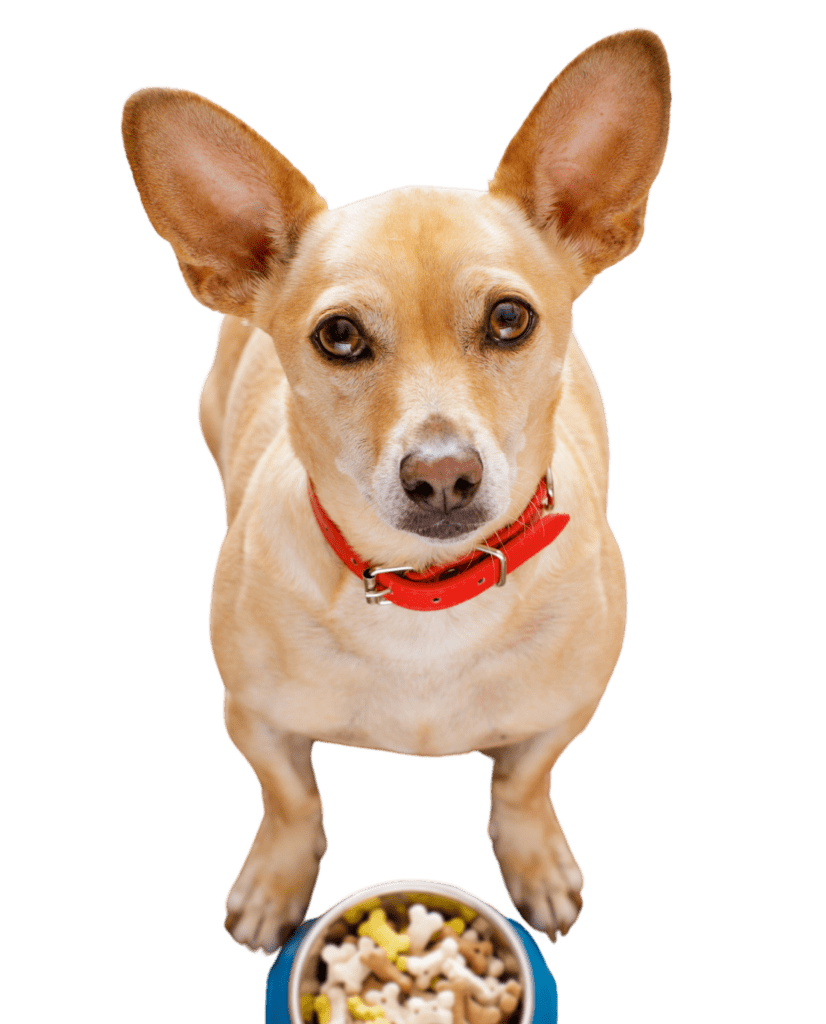 Pet Food Assistance Program