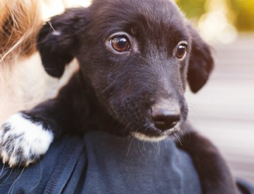 Tailored Solutions for Unique Foster Program: Why One Size Doesn’t Fit All