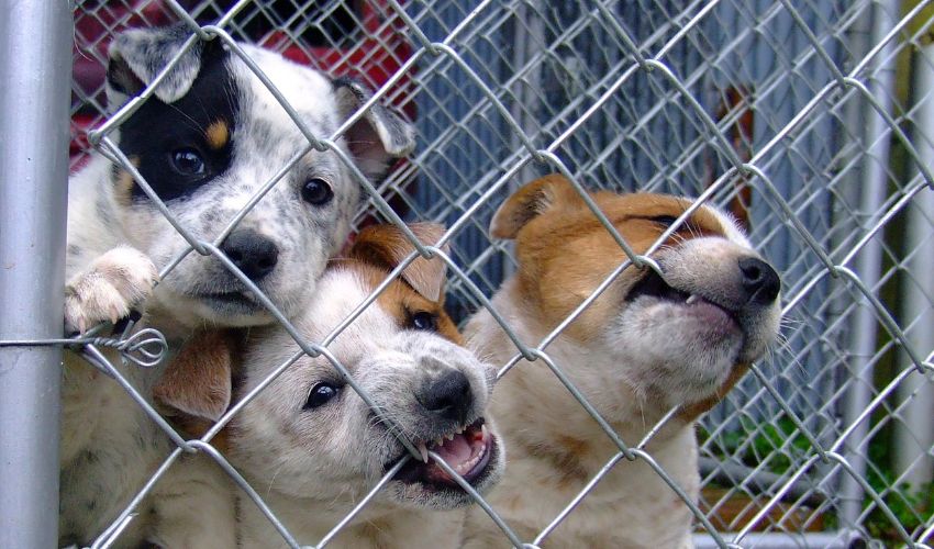 Making Pet Rehoming Easier