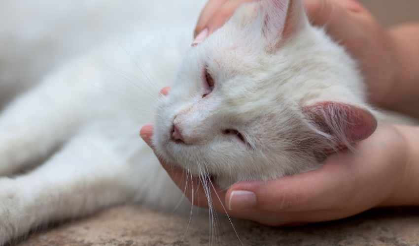 How to Respond to Animal Cruelty Cases: A Guide for Shelters and Rescues 