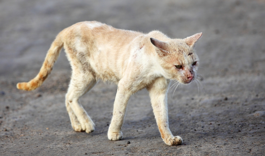 How to Respond to Animal Cruelty Cases: A Guide for Shelters and Rescues 