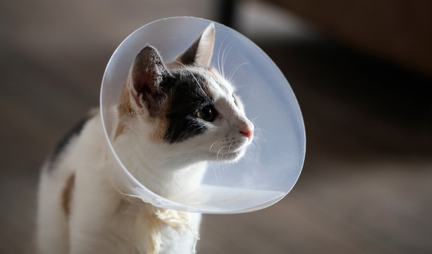 Pet First Aid