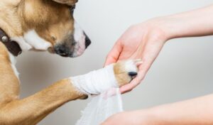 Pet First Aid