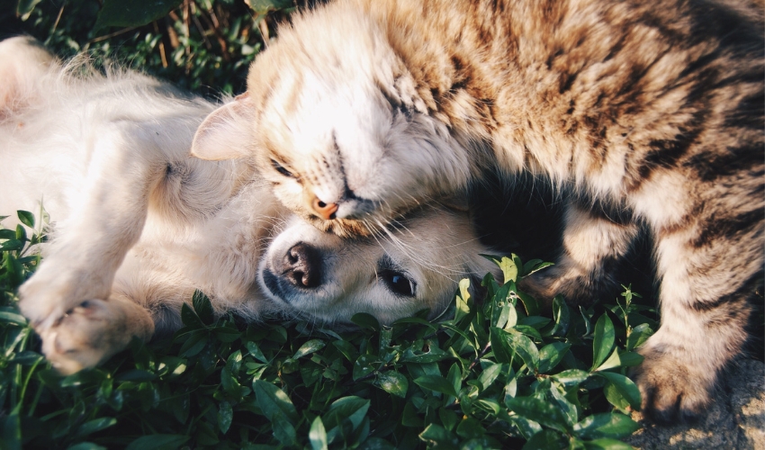 Heartworm Awareness Month