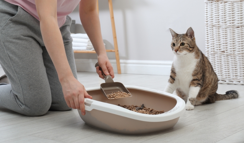 Spring Cleaning When You Have Pets