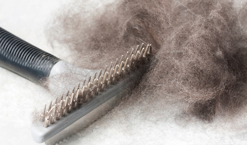 Dog Shedding in May