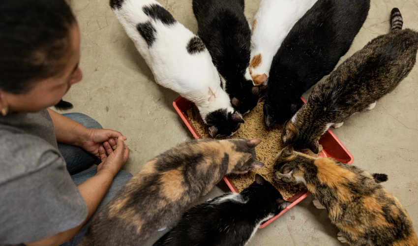 Overpopulation Awareness: A Mother’s Day Mission