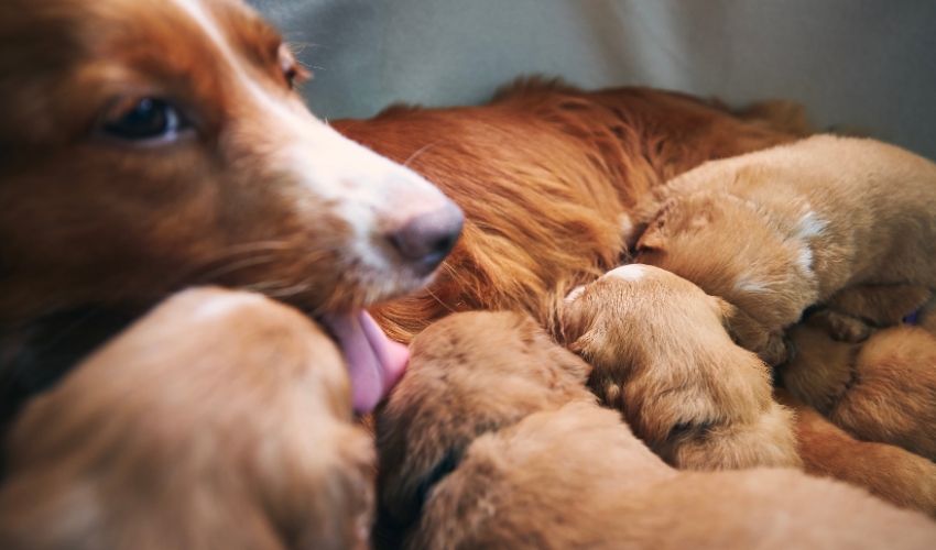 Overpopulation Awareness: A Mother’s Day Mission