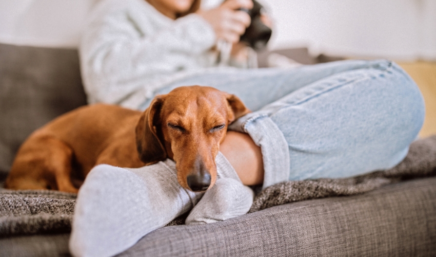 Why Being a Pet Mom Is Just as Special as Being a Human Mom