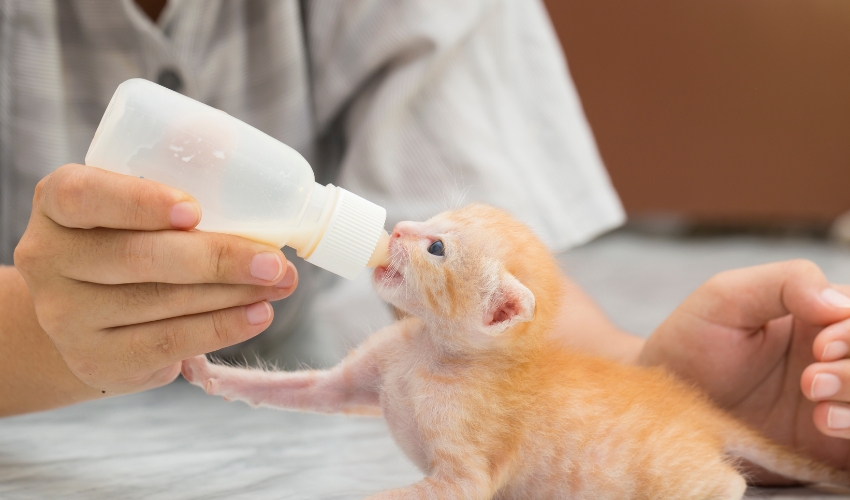 Why Being a Pet Mom Is Just as Special as Being a Human Mom
