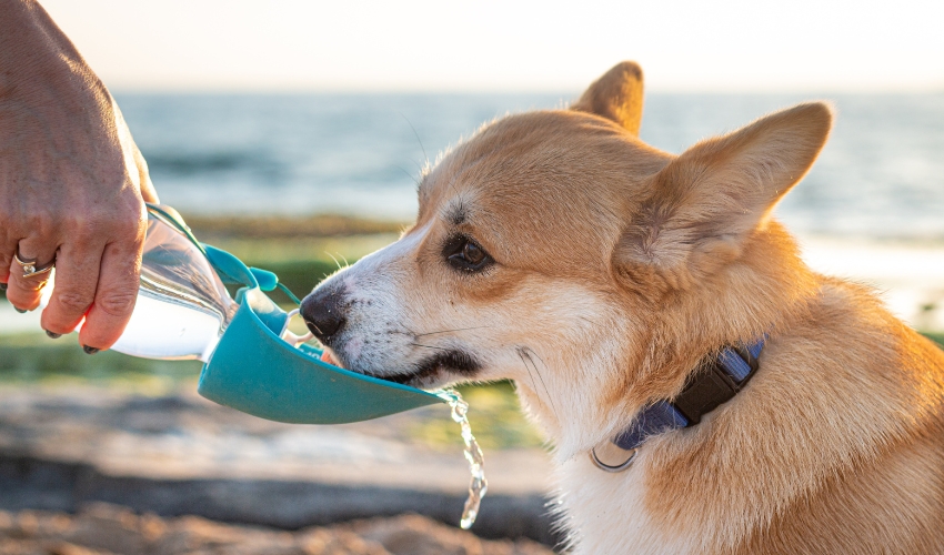 Pet Hydration Myths (4)