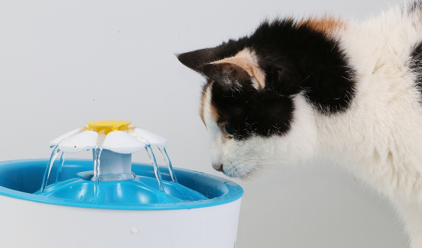 Pet Hydration Myths (4)