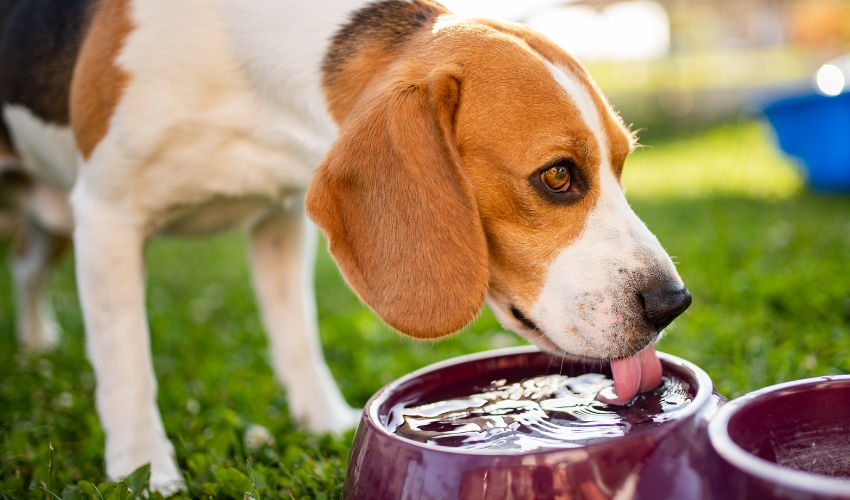 Pet Hydration Myths (4)