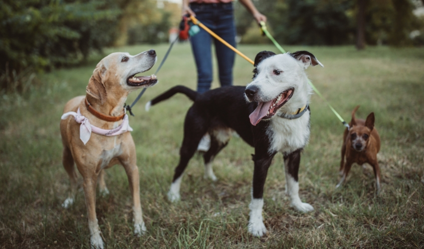 The Ultimate Pet Sitter Tips Guide for Worry-Free Summer Vacations (2)