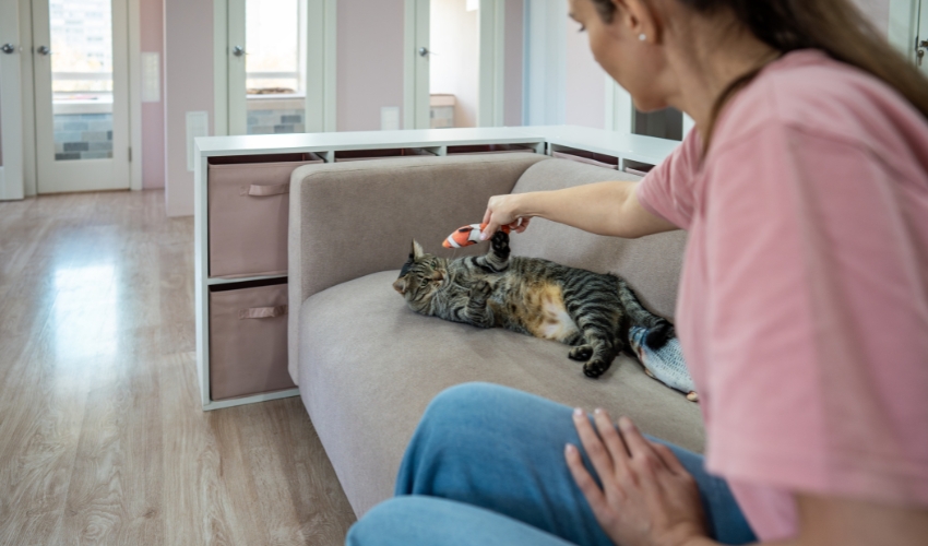 The Ultimate Pet Sitter Tips Guide for Worry-Free Summer Vacations (2)