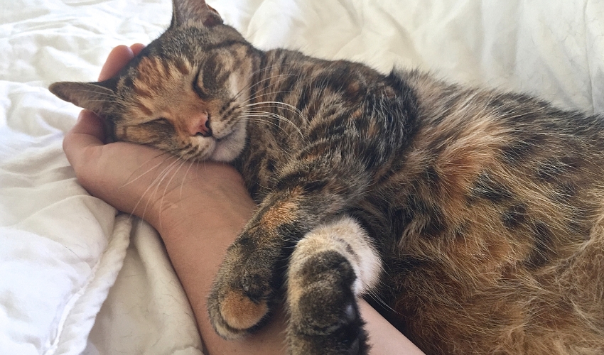 The Ultimate Pet Sitter Tips Guide for Worry-Free Summer Vacations (2)