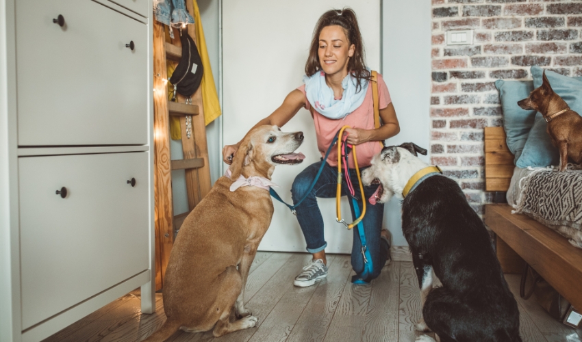 The Ultimate Pet Sitter Tips Guide for Worry-Free Summer Vacations (2)