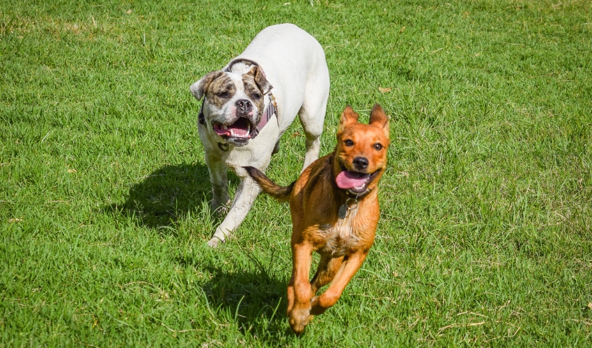 Dog Days of Summer