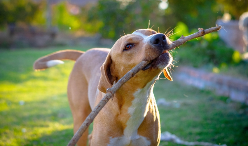 Dog Days of Summer