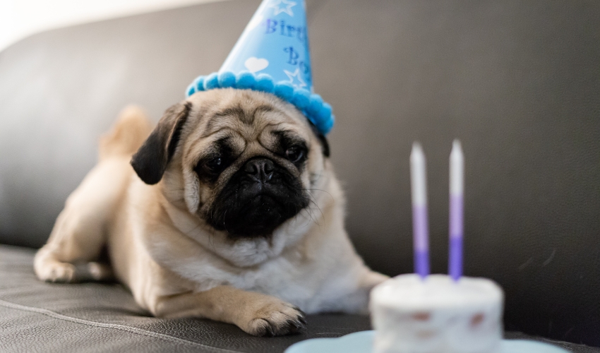 Dogust Done Right