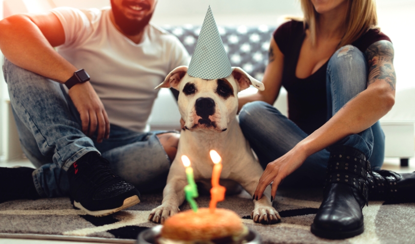 Dogust Done Right