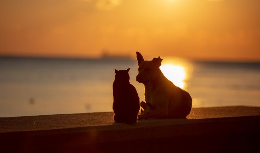 How Pet Food Assistance Programs Can Save Lives This Summer (2)