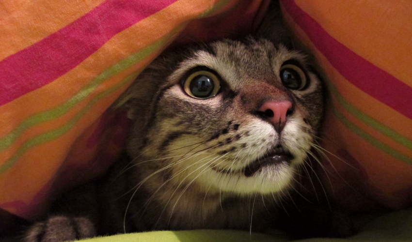 Post-Fireworks Fallout_ Helping Pets Recover from Noise Anxiety (2)